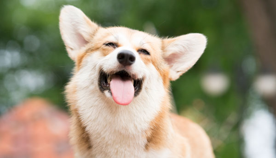 Consultez les établissements qui acceptent votre animal de compagnie Hotel ILUNION Mérida Palace